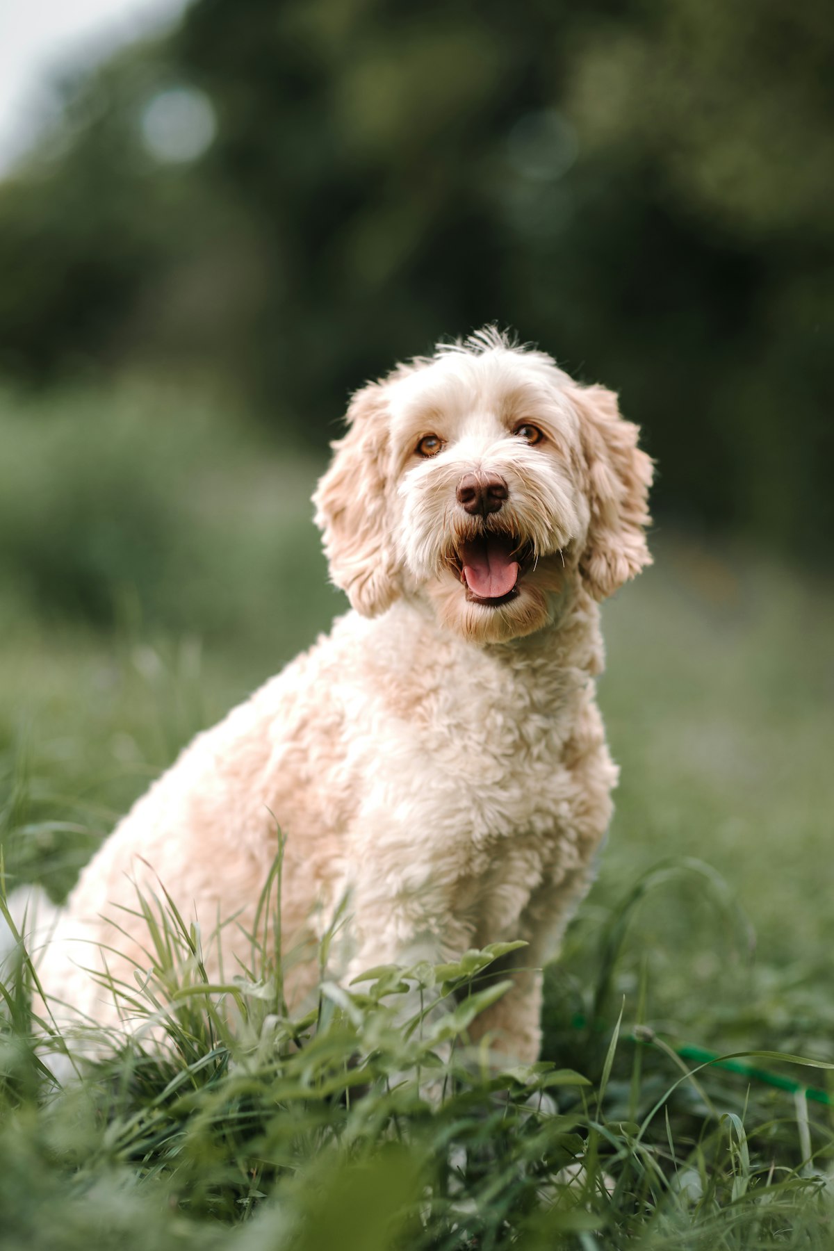 perro en la naturaleza